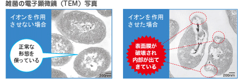 雑菌の電子顕微鏡（TEM）写真